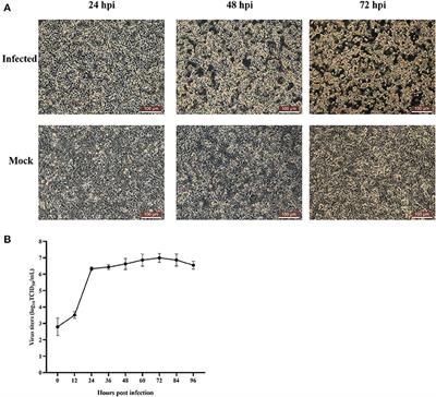 The first complete genome sequence and pathogenicity characterization of fowl adenovirus serotype 2 with inclusion body hepatitis and hydropericardium in China